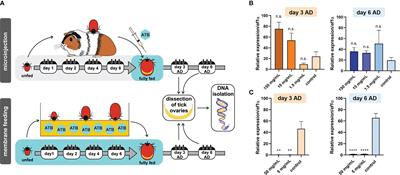 Ixodes ricinus ticks have a functional association with Midichloria mitochondrii